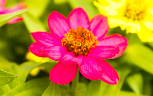  image of pink flower
